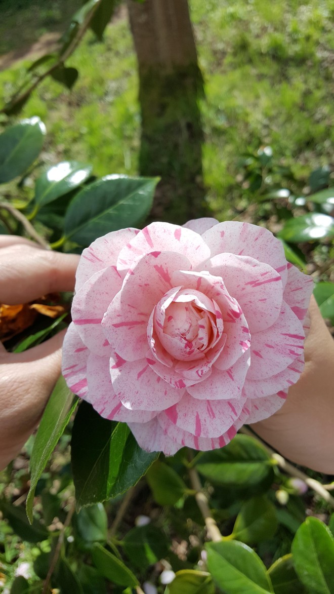 16 b&ocirc;ng hoa c&aacute;nh đều tăm tắp l&agrave;m vừa l&ograve;ng những người mắc &aacute;m ảnh rối loạn cưỡng chế - Ảnh 5.