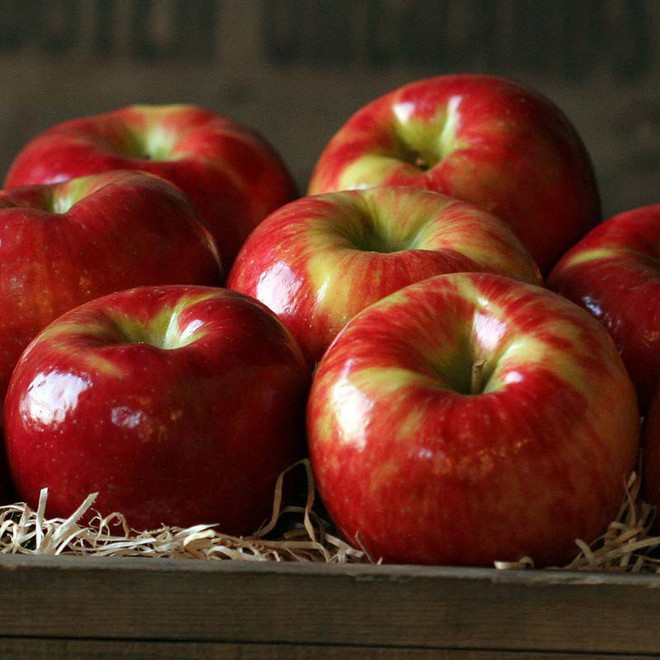 Câu chuyện về Honeycrisp - sự ra đời vĩ đại của một trong những loại táo ngon nhất thế giới - Ảnh 2.