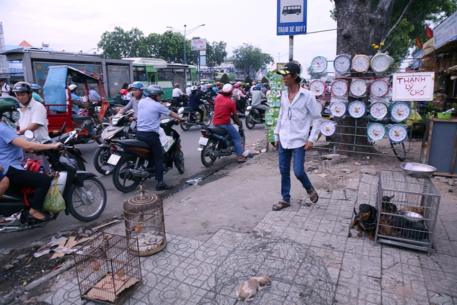 Hàng chục gian hàng gần sân bay Tân Sơn Nhất ồ ạt thanh lý chó, gà, cây cảnh, giao thông Sài Gòn hỗn loạn - Ảnh 7.
