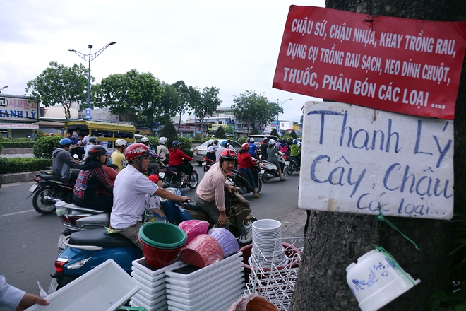 Hàng chục gian hàng gần sân bay Tân Sơn Nhất ồ ạt thanh lý chó, gà, cây cảnh, giao thông Sài Gòn hỗn loạn - Ảnh 6.