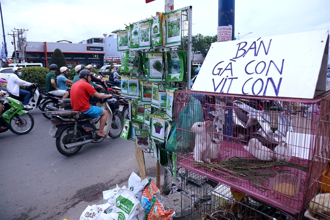 Hàng chục gian hàng gần sân bay Tân Sơn Nhất ồ ạt thanh lý chó, gà, cây cảnh, giao thông Sài Gòn hỗn loạn - Ảnh 5.