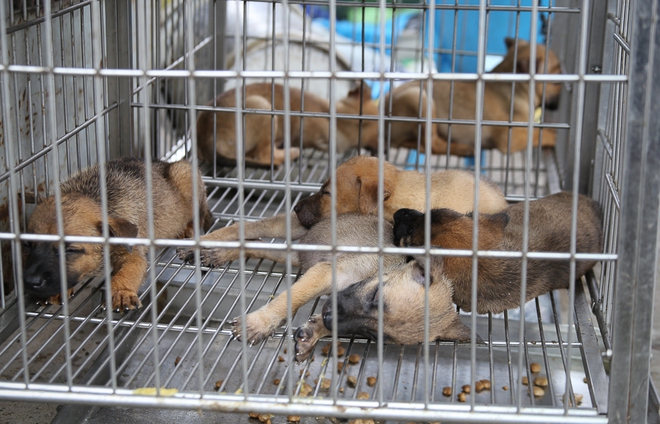 Chính thức xóa sổ 50 ki-ốt gần sân bay Tân Sơn Nhất, hàng trăm con chó mèo, thỏ con... không biết sẽ về đâu - Ảnh 6.