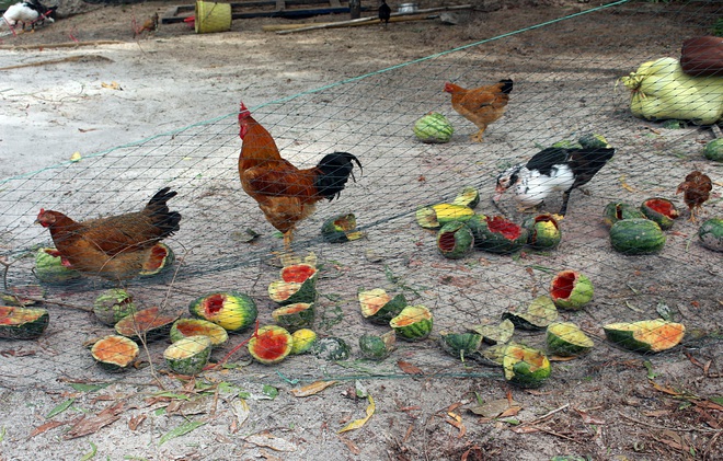 Trắng tay sau cơn bão số 4, hàng trăm nông dân ở Quảng Trị đổ dưa hấu cho gà vịt ăn - Ảnh 11.