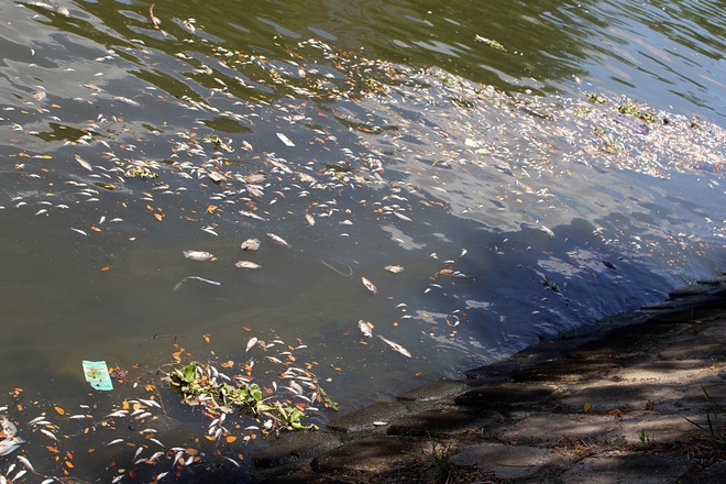 Đà Nẵng: Cá chết bất thường nổi trắng kênh Phú Lộc, bốc mùi hôi thối nồng nặc - Ảnh 1.