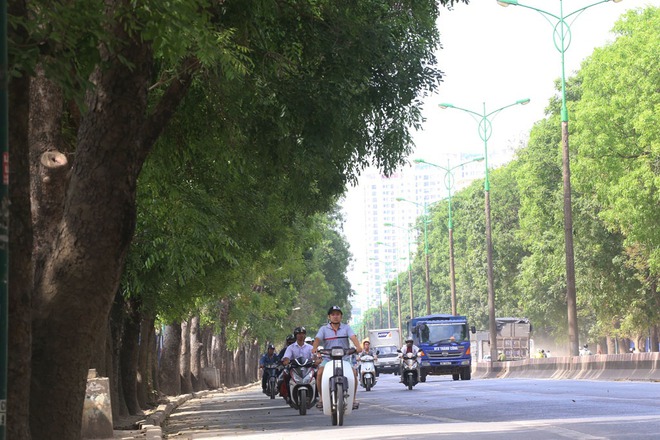 H&agrave; Nội: Nh&igrave;n lại 1.300 c&acirc;y xanh tr&ecirc;n đường Phạm Văn Đồng sẽ bị chặt hạ trong 3 th&aacute;ng tới - Ảnh 4.