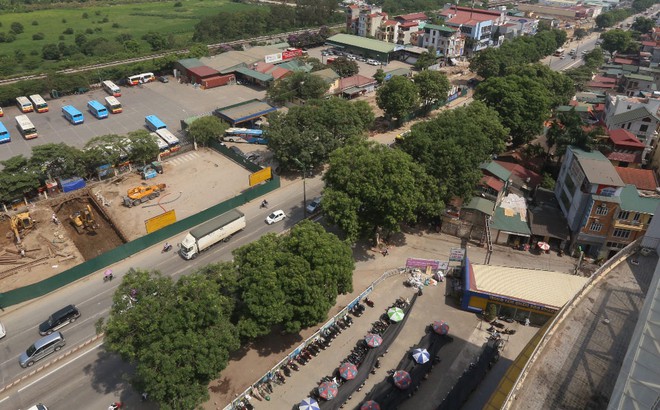 H&agrave; Nội: Nh&igrave;n lại 1.300 c&acirc;y xanh tr&ecirc;n đường Phạm Văn Đồng sẽ bị chặt hạ trong 3 th&aacute;ng tới - Ảnh 2.
