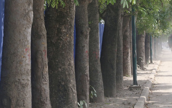 Hà Nội: Nhìn lại 1.300 cây xanh trên đường Phạm Văn Đồng sẽ bị chặt hạ trong 3 tháng tới - Ảnh 5.
