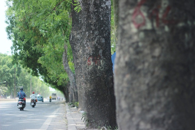 H&agrave; Nội: Nh&igrave;n lại 1.300 c&acirc;y xanh tr&ecirc;n đường Phạm Văn Đồng sẽ bị chặt hạ trong 3 th&aacute;ng tới - Ảnh 6.