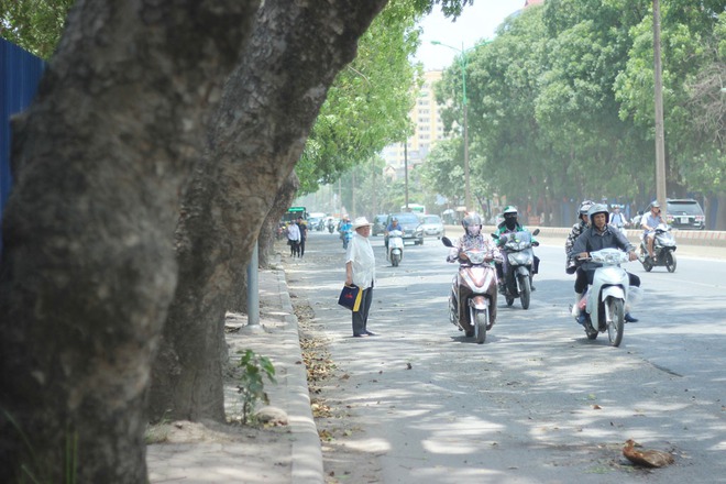 Hà Nội: Nhìn lại 1.300 cây xanh trên đường Phạm Văn Đồng sẽ bị chặt hạ trong 3 tháng tới - Ảnh 9.
