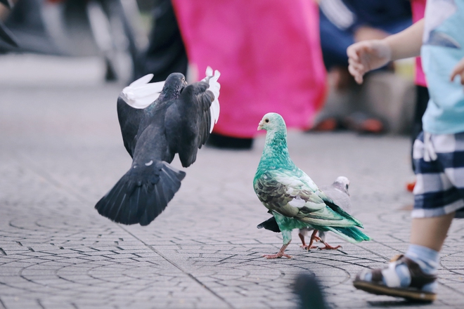 Người nhuộm màu cho đàn bồ câu ở nhà thờ Đức Bà gây tranh cãi: Chúng tôi chỉ muốn đàn bồ câu thêm sinh động - Ảnh 6.