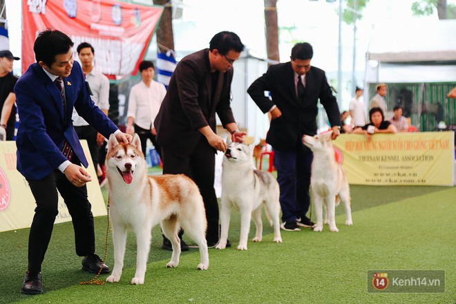 Ngắm những chú chó quý tộc giá nghìn USD tại Dog show 2017 ở Sài Gòn - Ảnh 4.