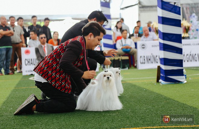 Ngắm những chú chó quý tộc giá nghìn USD tại Dog show 2017 ở Sài Gòn - Ảnh 9.