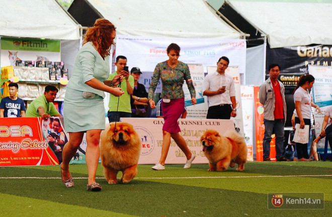 Ngắm những chú chó quý tộc giá nghìn USD tại Dog show 2017 ở Sài Gòn - Ảnh 12.