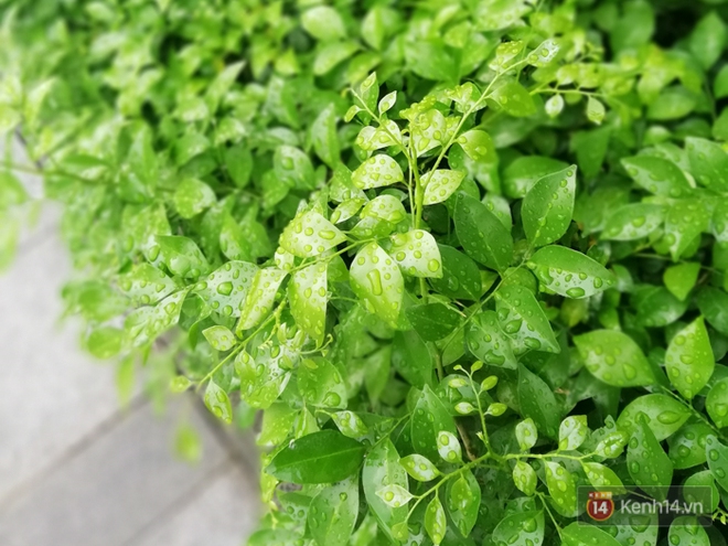 Đ&aacute;nh gi&aacute; smartphone c&oacute; 4 camera Huawei Nova 2i: Thiết kế ấn tượng, chất lượng camera tốt, mức gi&aacute; dễ chịu - Ảnh 12.