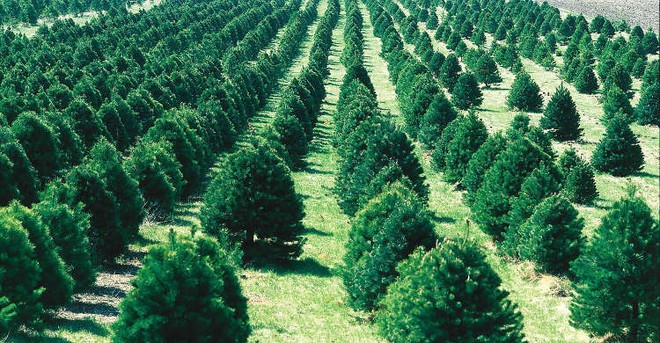 Trồng 66 triệu cái cây trong vòng 12 tiếng? Kỷ lục chỉ một dân tộc trên thế giới làm được - Ảnh 1.