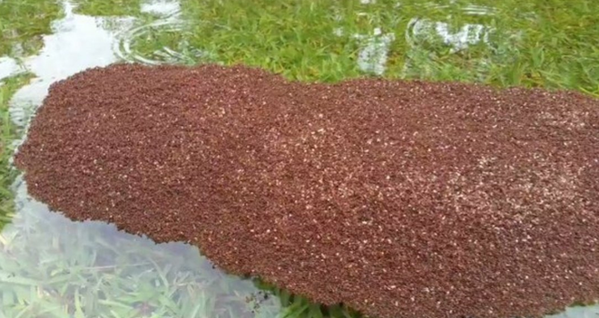 Hàng trăm nghìn con kiến lửa bám thành tổ lớn trôi nổi giữa dòng nước lũ - Ảnh 4.