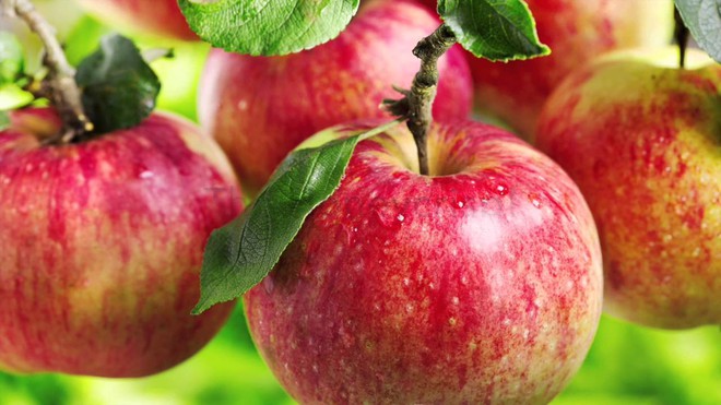 Câu chuyện về Honeycrisp - sự ra đời vĩ đại của một trong những loại táo ngon nhất thế giới - Ảnh 4.