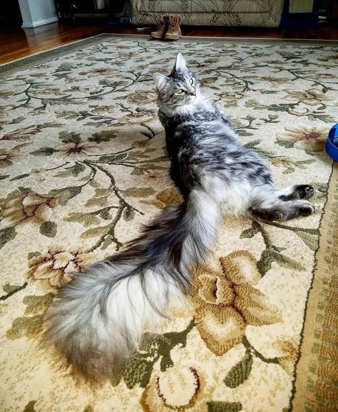 Chiêm ngưỡng dung nhan chú mèo có đuôi dài nhất thế giới - Ảnh 4.
