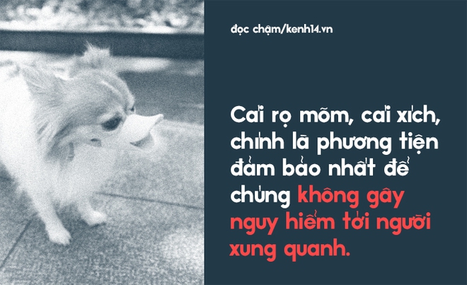 Từ vấn đề bắt nhốt chó ở TP.HCM: Hãy biết yêu thú cưng một cách văn minh và thấu hiểu! - Ảnh 6.