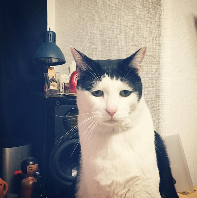 Chú mèo Nhật Bản với gương mặt buồn rười rượi, thương ơi là thương! - Ảnh 3.