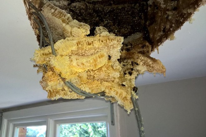 Thấy mật chảy ra từ trần nhà, đôi vợ chồng phát hiện tổ ong lớn trên tầng áp mái - Ảnh 1.