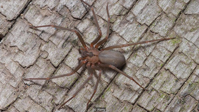 Sợ nhện th&igrave; đừng đọc: Gh&eacute; thăm căn ph&ograve;ng &aacute;c mộng nơi 10.000 con nhện chung sống - Ảnh 6.