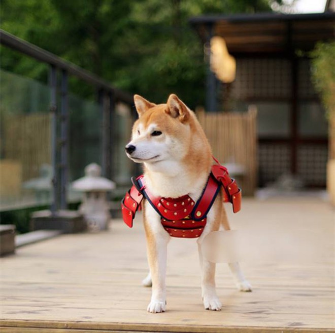 Ch&oacute; v&agrave; m&egrave;o tr&ocirc;ng cực ngầu khi h&oacute;a trang th&agrave;nh c&aacute;c v&otilde; sĩ samurai - Ảnh 7.