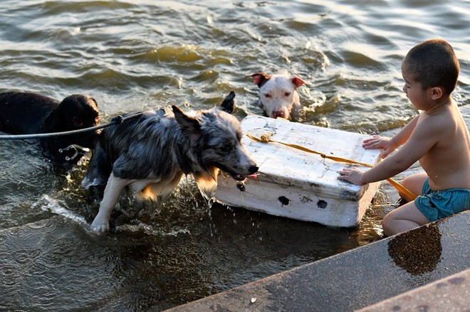 Người Hà Nội đưa chó xuống hồ Tây tắm cùng để giải nhiệt - Ảnh 6.
