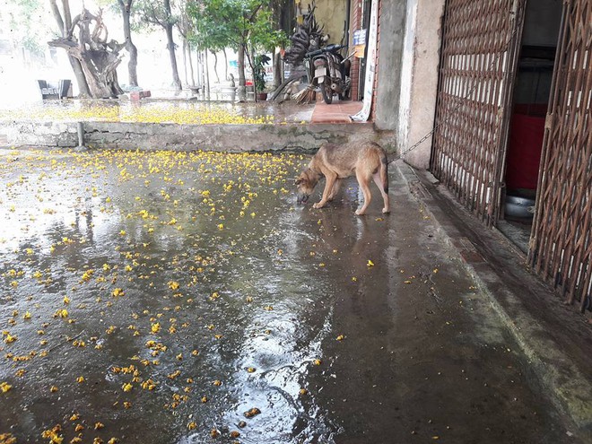 Hà Nội đã có cơn mưa giải nhiệt đầu tiên sau đợt nắng nóng kỷ lục suốt 5 ngày qua - Ảnh 4.