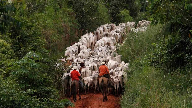 Trang trại chăn nuôi gia súc ở Brazil: Người lao động không có chỗ ngủ tử tế, không nhà vệ sinh, không nước uống và bị ăn chặn lương - Ảnh 2.