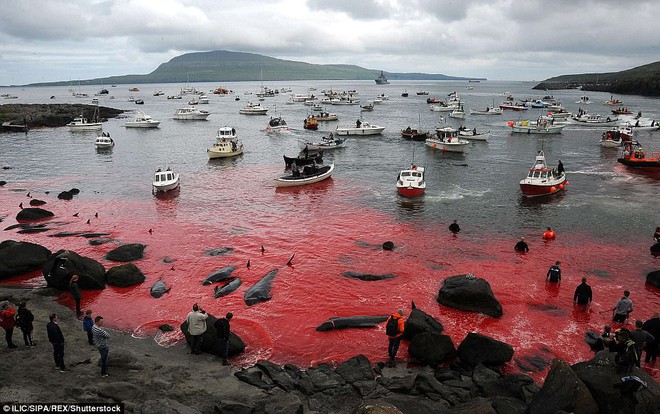 Hình ảnh bờ biển Đan Mạch nhuốm đỏ màu máu trong vụ thảm sát cá voi gây phẫn nộ trên toàn thế giới - Ảnh 1.