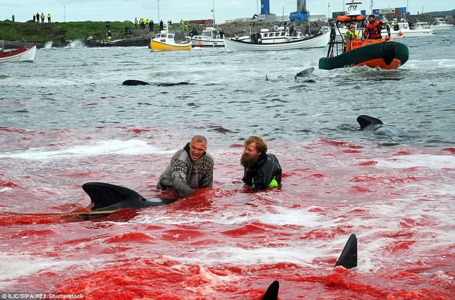 Hình ảnh bờ biển Đan Mạch nhuốm đỏ màu máu trong vụ thảm sát cá voi gây phẫn nộ trên toàn thế giới - Ảnh 2.