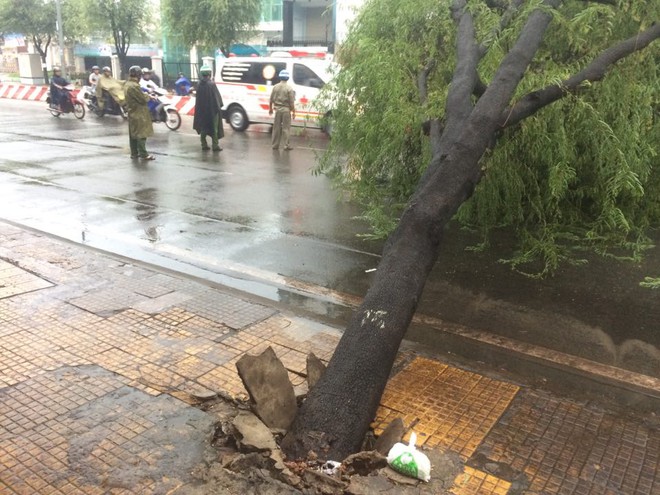 C&acirc;y bật gốc đổ chắn ngang đường sau trận mưa lớn ở S&agrave;i G&ograve;n - Ảnh 1.