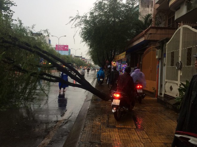 Cây bật gốc đổ chắn ngang đường sau trận mưa lớn ở Sài Gòn - Ảnh 2.