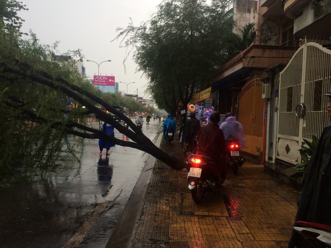 C&acirc;y bật gốc đổ chắn ngang đường sau trận mưa lớn ở S&agrave;i G&ograve;n - Ảnh 2.