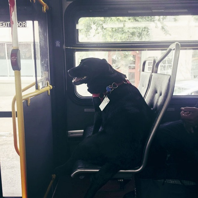 Cô chó khôn như rận ngày nào cũng tự bắt xe bus đi lêu hêu - Ảnh 1.