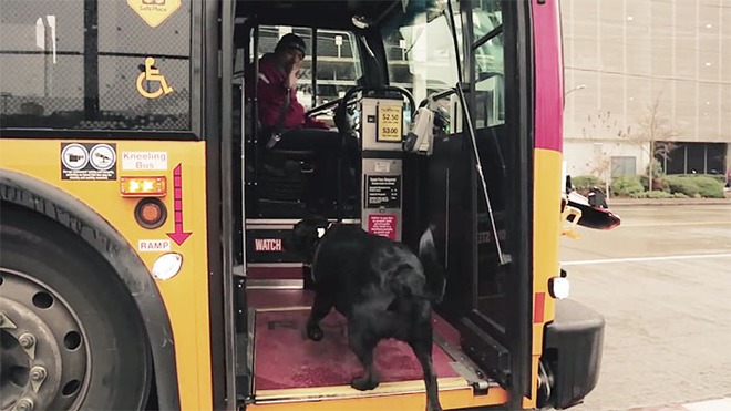 Cô chó khôn như rận ngày nào cũng tự bắt xe bus đi lêu hêu - Ảnh 2.