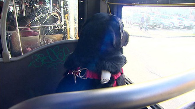 Cô chó khôn như rận ngày nào cũng tự bắt xe bus đi lêu hêu - Ảnh 4.