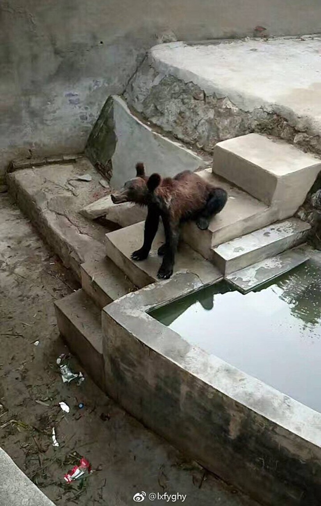 Trung Quốc: Chú gấu nâu gầy trơ xương vì bị sở thú bỏ đói, bạo hành - Ảnh 1.