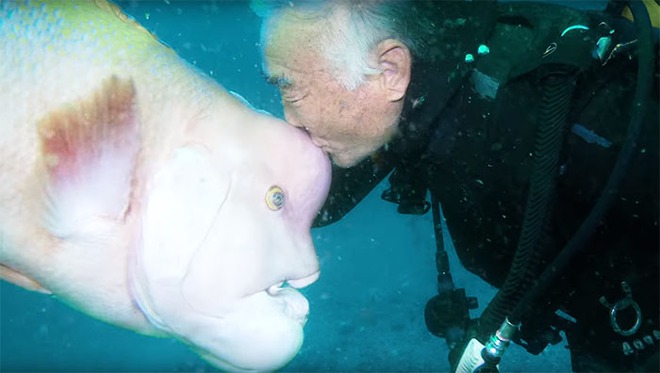 Tình bạn giữa người và cá: 25 năm trôi qua, người thợ lặn già Nhật Bản vẫn đều đặn về đại dương thăm bạn - Ảnh 1.