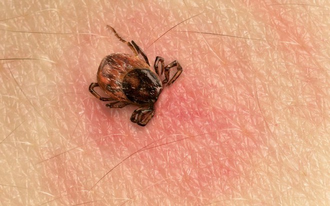 Chỉ với một vết cắn của loài côn trùng này, bạn có nguy cơ mắc ít nhất 6 loại bệnh chết người - Ảnh 2.