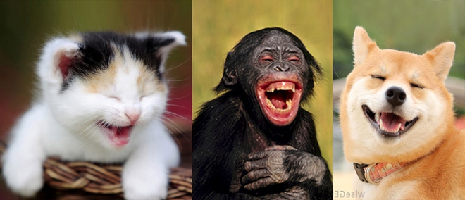 Hỏi lạ: Động vật có biết cười như con người không? - Ảnh 1.