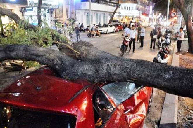 C&acirc;y xanh đổ đ&egrave; n&aacute;t &ocirc; t&ocirc; ở trung t&acirc;m S&agrave;i G&ograve;n d&ugrave; trời kh&ocirc;ng mưa - Ảnh 3.