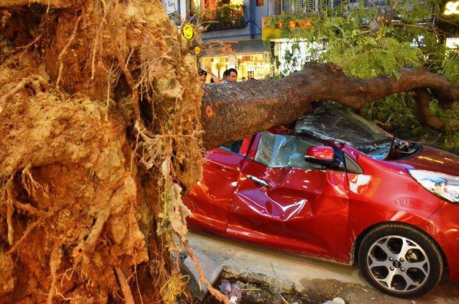 C&acirc;y xanh đổ đ&egrave; n&aacute;t &ocirc; t&ocirc; ở trung t&acirc;m S&agrave;i G&ograve;n d&ugrave; trời kh&ocirc;ng mưa - Ảnh 1.