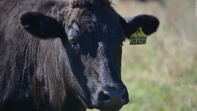 Trang trại Úc cho bò Wagyu thượng hạng ăn socola để thêm phần ngọt thịt - Ảnh 2.