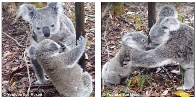 Cuộc giải cứu gấu túi Koala siêu dễ thương và những tai nạn “ẩn” ít ai ngờ - Ảnh 3.