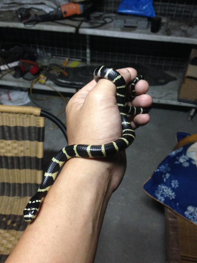 Un joven causó revuelo cuando llevó una cobra real a Ha Long y tomó una serie de fotografías "Tomándole la mano y viajando alrededor del mundo" - Foto 2.