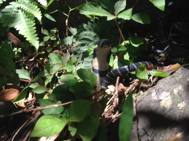 Un joven causó revuelo cuando llevó una cobra real a Ha Long y tomó una serie de fotografías "Tomándole la mano y viajando alrededor del mundo" - Foto 7.