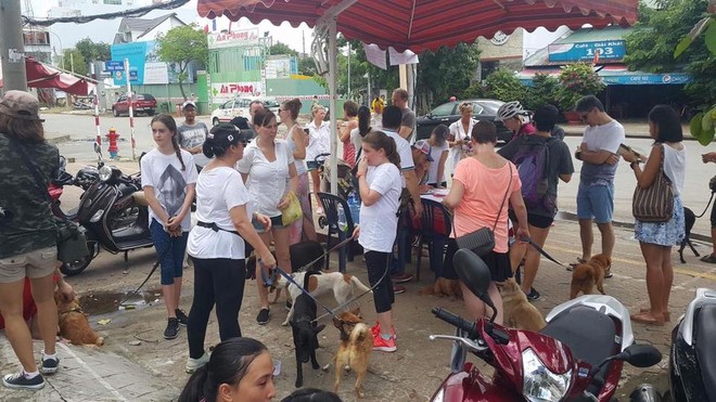 Người nước ngoài ở Sài Gòn kêu cứu trước tình trạng hàng loạt chú chó nghi bị đầu độc - Ảnh 4.