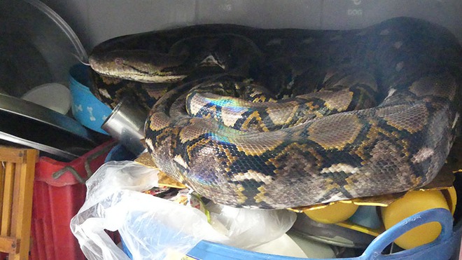 Lẻn v&agrave;o trong nh&agrave;, con trăn nuốt gọn ch&uacute; m&egrave;o cưng trước sự ngỡ ng&agrave;ng của chủ - Ảnh 2.